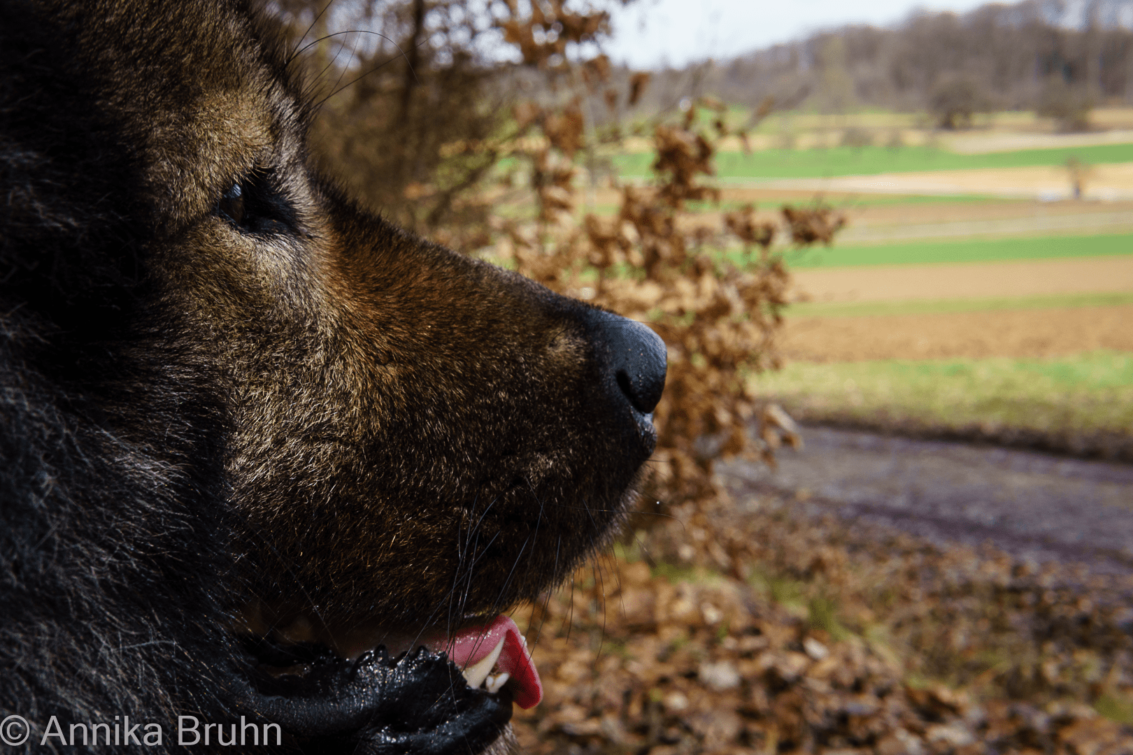 Qs Gesicht